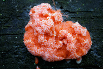 slime mold fungus Tubifera ferruginosa on old dead wood in a rainforest