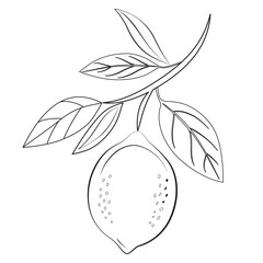 engrave, citrous, botany, botanical book, linear art, design, black and white, contour, simple, doodle, symbol, isolated, black, citric, lime, leaf, print, leaves, drawing, graphic, garden, artwork, f