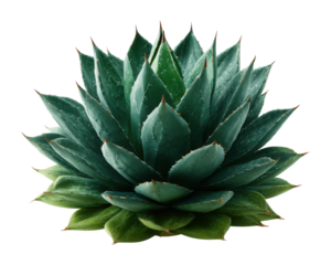 Vibrant agave plant display greenhouse nature bright perspective isolated on transparent background