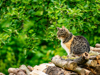 Eine Hauskatze sitzt auf einem Stapel Holz