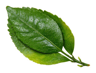 Obraz premium Refreshing green leaves nature scene natural elements wet environment view isolated on transparent background