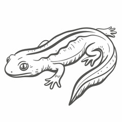 Smooth Newt Line Art Illustration