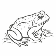 Goliath Frog Line Art Illustration