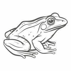 American Bullfrog Line Art Illustration