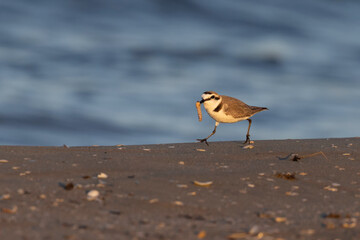 Kentish plover with prey walking on sandy beach at sunset