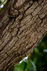 moss on tree, sapodilla tree trunk, sapodilla tree, trunk close-up, texture background, natural background, tropical fruit tree, frame, macro, trunk close up, blurred background
