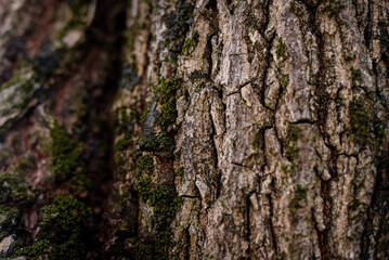moss on tree, sapodilla tree trunk, sapodilla tree, trunk close-up, texture background, natural background, tropical fruit tree, frame, macro, trunk close up, blurred background
