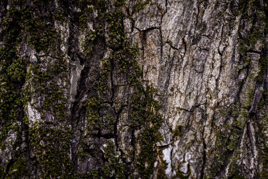moss on tree, sapodilla tree trunk, sapodilla tree, trunk close-up, texture background, natural background, tropical fruit tree, frame, macro, trunk close up, blurred background
