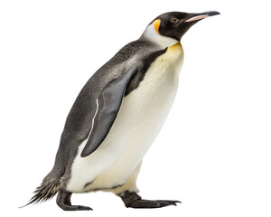 King Penguin Standing Tall Isolated on isolated Background