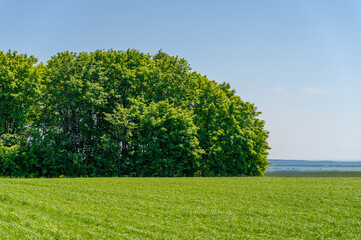 summer landscape, green cereals on cultivated fields, wheat, oats, barley, rye grow on a huge field, a walk along the   European part of the earth