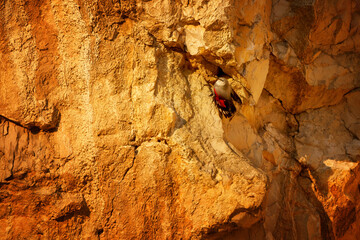 Wallcreeper climbing rocky cliff face in alpine habitat