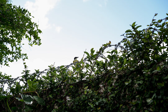 bird on a tree, bird on a branch, barbed wire fence, green leaves against blue sky