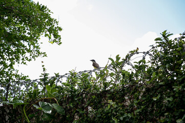 bird on a tree, bird on a branch, barbed wire fence, green leaves against blue sky