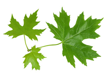 branch of silver maple leaf isolated on a white background. Top view. Flat lay