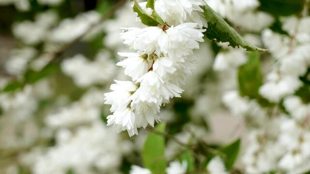 Inflorescences of fresh white spring flowers of blooming Deutzia scabra bush swaying in breeze close-up