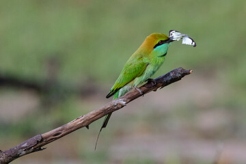 A green bee-eater perched on a branch with a butterfly in it's mouth.