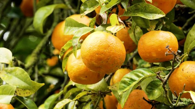 Mandarin orange (Citrus reticulata) tree branch in summer orchard environment close up