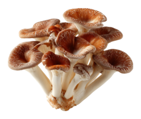 Harvesting fresh shiitake mushrooms in a lush forest organic farming nature's bounty isolated on transparent background