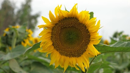 Fototapeta premium Agriculture, yellow sunflower in field, sunny flower in field, plants on farm, beautiful sunflower in garden, orange season bright organic flower, botanical seeds harvest, sunflower pollination, bee