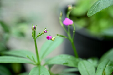 pink flower in the garden,Talinum fruticosum flower, commonly known as Ceylon spinach, waterleaf, cariru, Gbure, Surinam purslane, Philippine spinach, Florida spinach, potherb fameflower, Lagos bologi