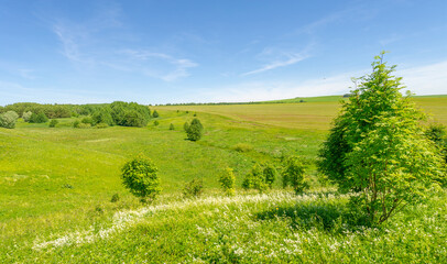 summer landscape, meadow fields, ravines, rowan pine trees hazel, wildflowers, European part of the earth