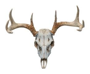 Hunting trophies deer skull with antlers wildlife museum nature lighting isolated on transparent background