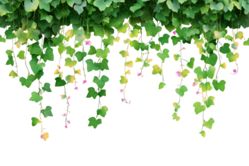 Hanging vines with green leaves and small pink flowers against a black isolated background image view