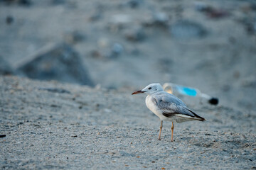 seagull on the beach