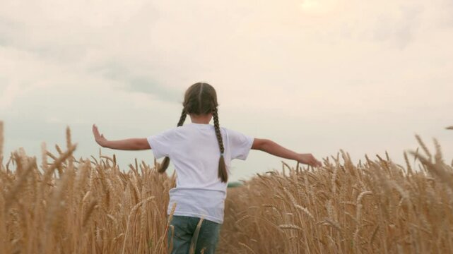 agriculture, wheat field, golden wheat farm field sunset, little girl running across field get married. agriculture. Playing from pilot airplane. My childhood dream fly. View back. concept agriculture