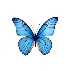 Beautiful butterfly isolated on white background.