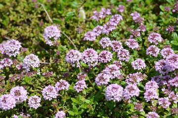 Thymus quinquecostatus with tiny green leaves and pink flowers spreading on ground and rocks in...