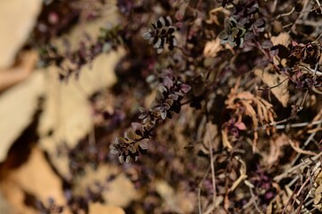 Thymus quinquecostatus with tiny green leaves and pink flowers spreading on ground and rocks in...