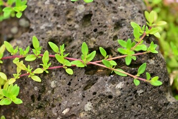 Thymus quinquecostatus with tiny green leaves and pink flowers spreading on ground and rocks in Korea