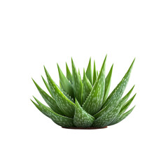 Fototapeta premium Aloe vera isolated on a transparent background, in a PNG format