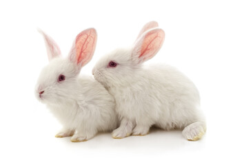 Two white rabbits.
