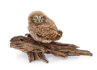 Young owl on a bitch.