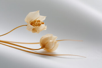 minimalistic composition featuring delicate object on ultrabright light background