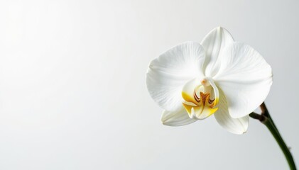Delicate white orchid blossom against pure white backdrop, peace, orchid