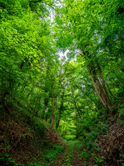 Waldweg im Frühjahr