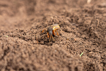 Close-up of mole cricket burrowing through soil in natural habitat