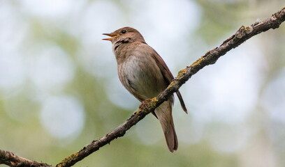robin on a branch