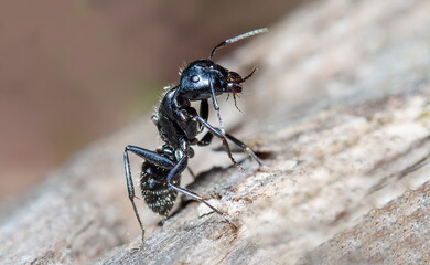 black ant on the ground