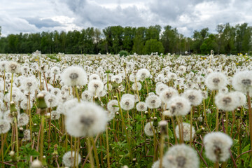 Field full of fluffy dandelion seed heads under dramatic cloudy sky, wild meadow in springtime...