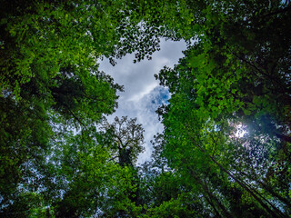 Obraz premium Mischwald im Frühjahr