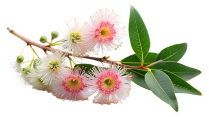 Blooming eucalyptus branch isolated on a white background png ai generated