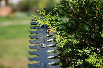 Electricity garden scissors. Trimming bush work in the garden. Close up. Season work. Outdoors.