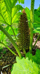 Large flower of Gunnera manicata known as Brazilian giant rhubarb in botanical garden 