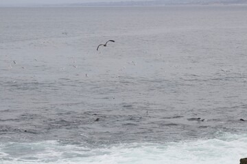 Herrings flying over ocean in la jolla cove san diego california