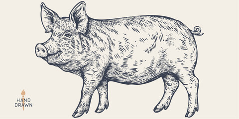 Pork, pig, hog, meat tag label. Template Meat Tag Label. Vintage print, tag, label farm pig sketch ink pencil style drawing. Butchery, pork pig farm, meat shop, text, typography. Vector Illustration