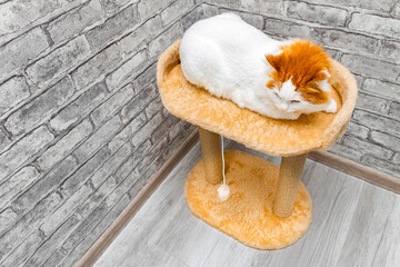 image of a cat lying in a bed with space for an inscription.  play complex for cats. 